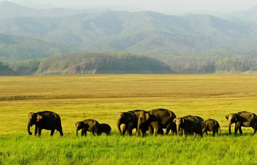 Jim Corbett National Park Tour by Helicopter