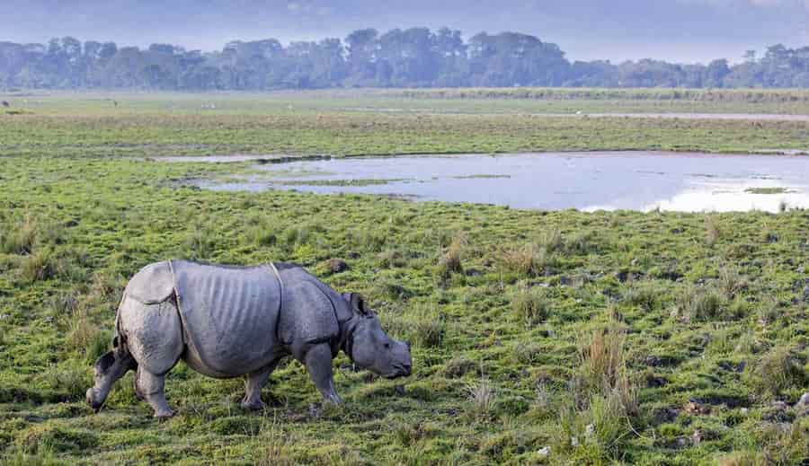 Kaziranga National Park Tour by Helicopter