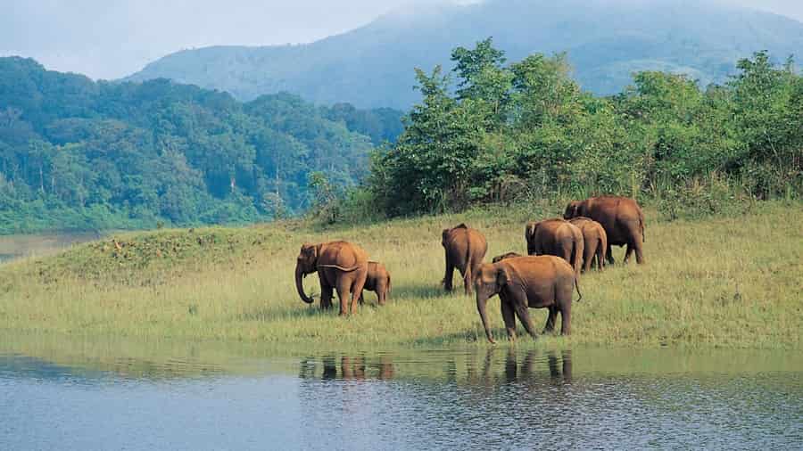 Periyar Wildlife Sanctuary Tour by Helicopter