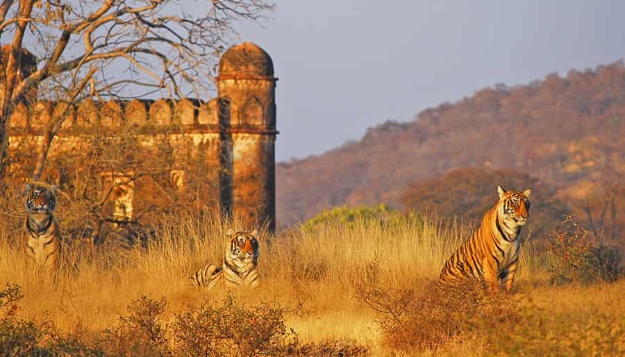 Ranthambore National Park Tour by Helicopter