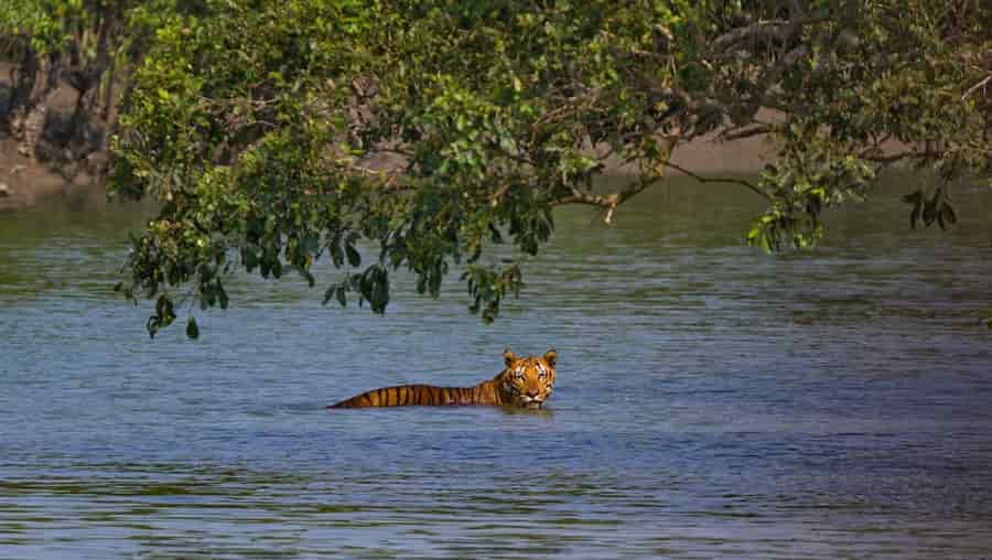 Sundarbans National Park Tour by Helicopter