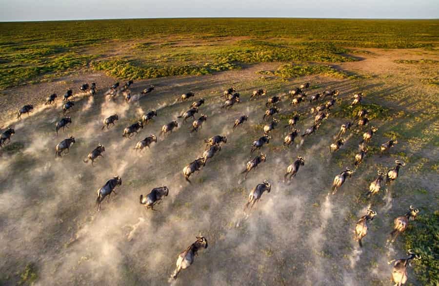 Serengeti Helicopter Ride