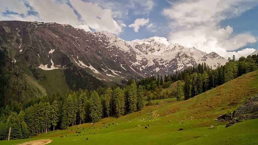 The Vibrant Flora of the Region